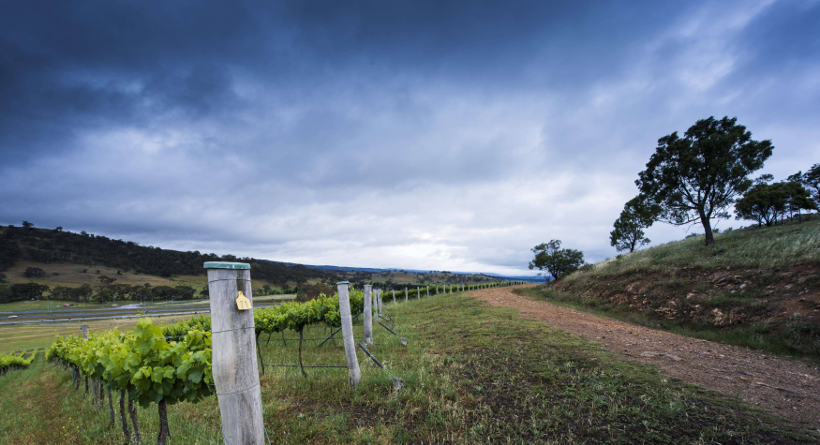 Mount Majura Vineyard Vines